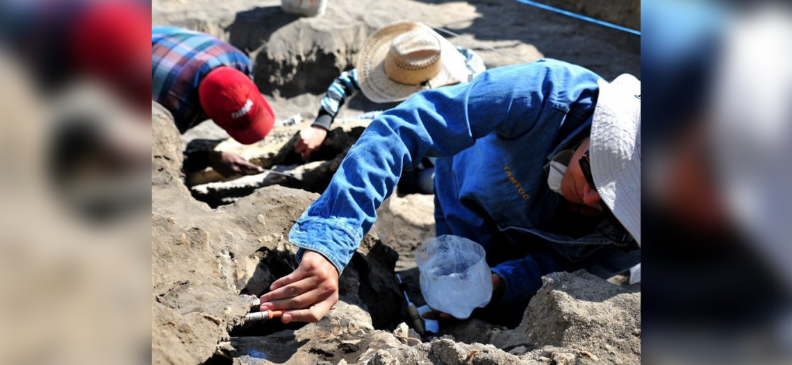 Encuentran restos de mamuts a 10 km de Santa Lucía