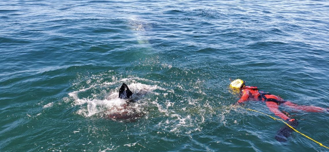 Personal naval libera una ballena enmallada en Ensenada