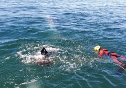 Personal naval libera una ballena enmallada en Ensenada