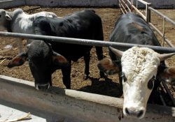 EU bloqueará exportación de ganado de México; encuentran ejemplar con tuberculosis bovina