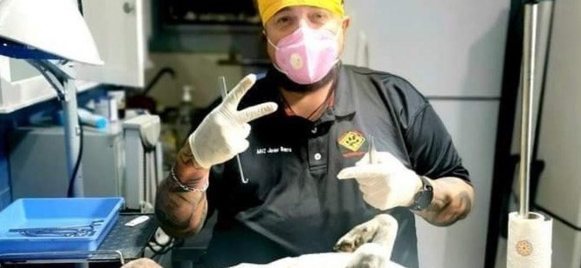 Promueve FIHA la esterilización de perros y gatos