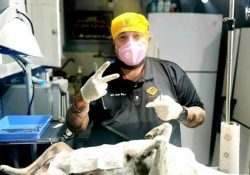 Promueve FIHA la esterilización de perros y gatos