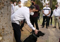 Veterinarias públicas para atender animales de la calle, propone Alfonso Durazo. 