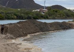 Atienden autoridades ecocidio en bahía de Bacochibampo