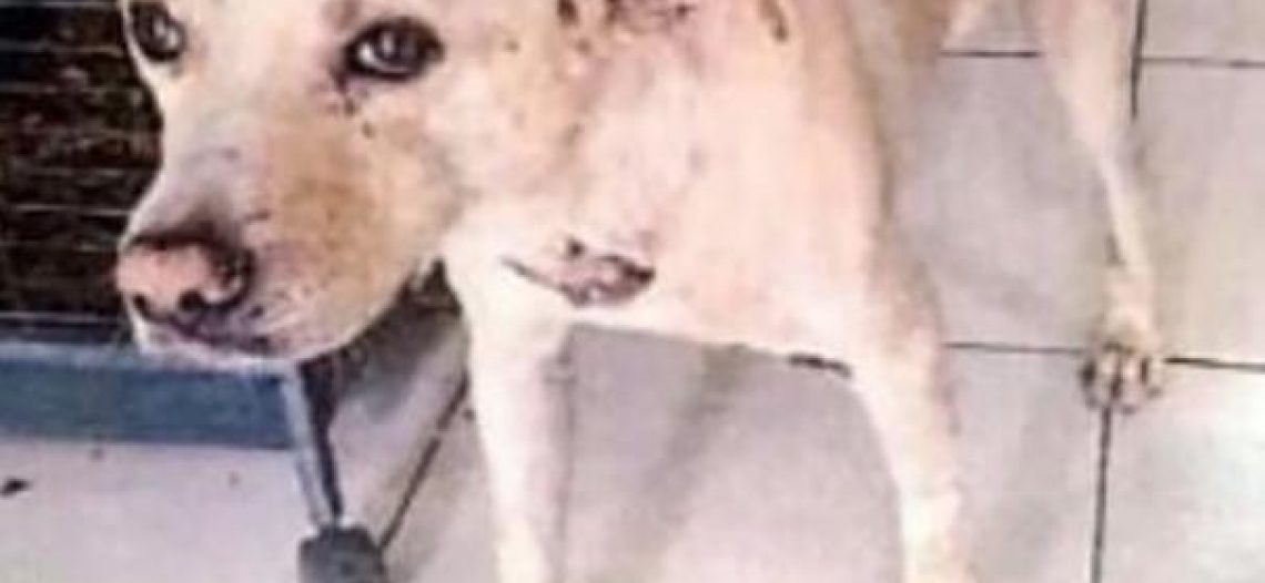 OBTIENE LA FGJE SONORA SENTENCIA CONDENATORIA DE 1 AÑO 5 MESES PARA EL AGRESOR DE “BLANCO”, CANINO DE RAZA CRIOLLA, QUE FUE LESIONADO CON ARMA PUNZOCORTANTE, EN CAJEME
