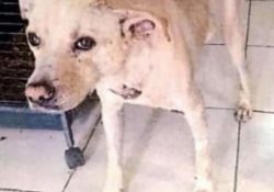 OBTIENE LA FGJE SONORA SENTENCIA CONDENATORIA DE 1 AÑO 5 MESES PARA EL AGRESOR DE “BLANCO”, CANINO DE RAZA CRIOLLA, QUE FUE LESIONADO CON ARMA PUNZOCORTANTE, EN CAJEME