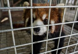 Tailandia frenará comercio de animales para evitar pandemias