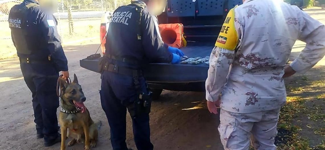 Asegura PESP y SEDENA narcótico con apoyo de binomios caninos en Cajeme