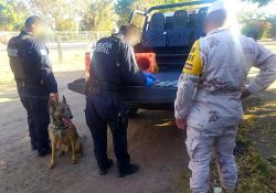 Asegura PESP y SEDENA narcótico con apoyo de binomios caninos en Cajeme
