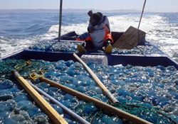 Aguamala no será “tablita de salvación” como otros años: Pesca