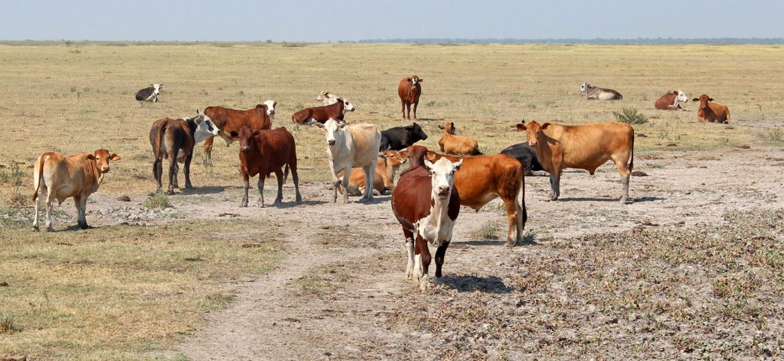 Gobierno de Sonora activa programa emergente contra la sequía