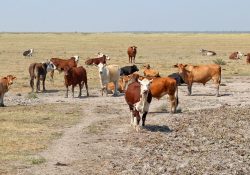 Gobierno de Sonora activa programa emergente contra la sequía
