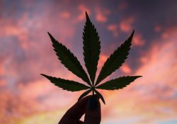 Ya no está prohibido el uso lúdico de la marihuana