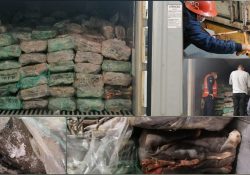 Aseguran más de 25 mil kilos de piel de tiburón Manzanillo