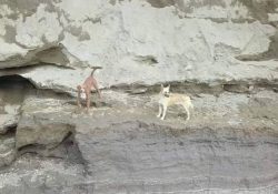 Quedan perritos atrapados en socavón de Puebla; rescatistas esperan autorización