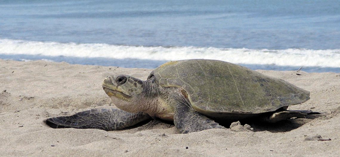 Llaman a tener cuidado a anidación de tortugas en playas de San Carlos