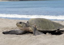 Llaman a tener cuidado a anidación de tortugas en playas de San Carlos