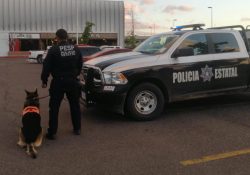 Apoya grupo canino K-9 operativos de la PESP Sonora