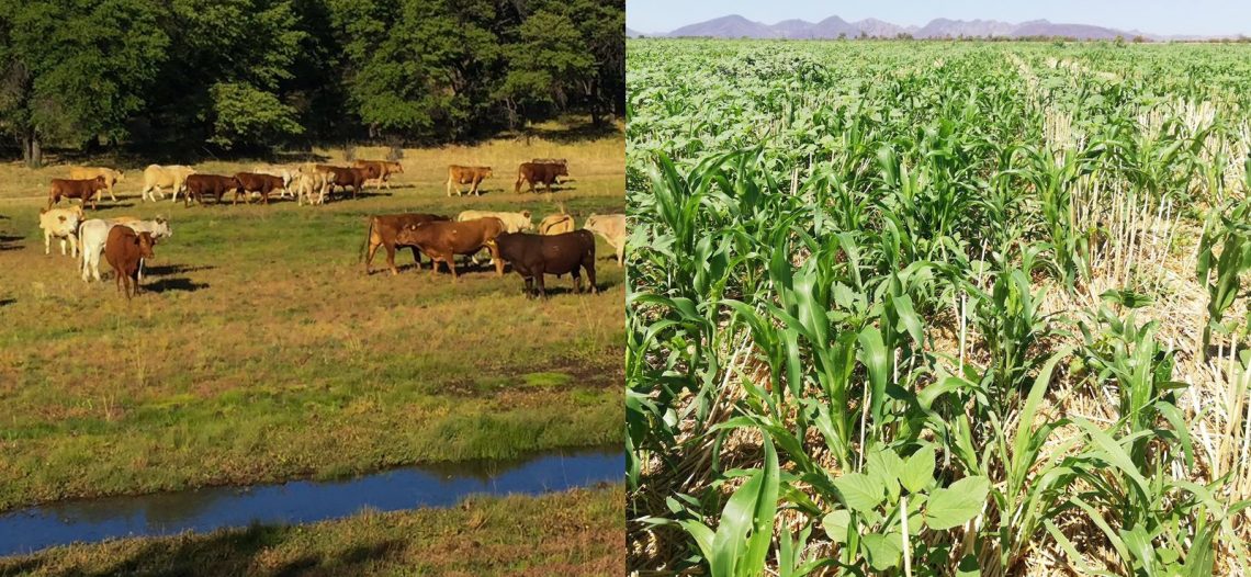 LLUVIAS DAN RESPIRO AL SECTOR AGROPECUARIO