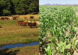 LLUVIAS DAN RESPIRO AL SECTOR AGROPECUARIO