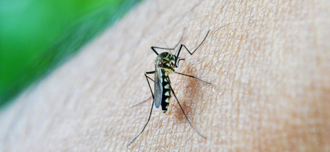 Extraño virus mata equinos en Sonora y podría afectar a humanos