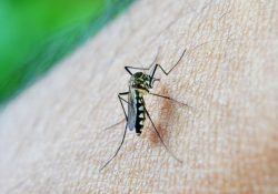 Extraño virus mata equinos en Sonora y podría afectar a humanos