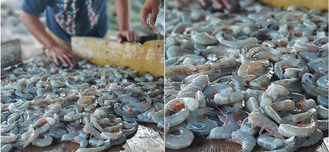 14 de Septiembre se levanta Veda en Camarón; el día14 para capturas en aguas protegidas y el 21 en alta mar
