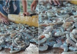 14 de Septiembre se levanta Veda en Camarón; el día14 para capturas en aguas protegidas y el 21 en alta mar