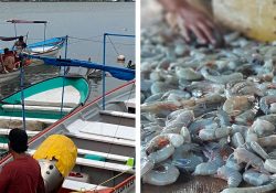 Finaliza la veda e inicia este martes la pesca ribereña del camarón