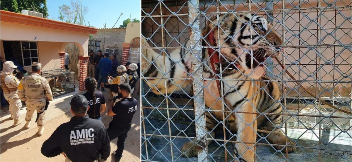 Aseguran Tigre de Bengala durante cateo en Puerto Libertad