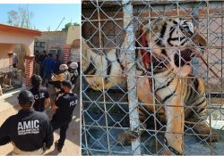 Aseguran Tigre de Bengala durante cateo en Puerto Libertad