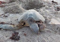 TORTUGAS MUEREN ATROPELLADAS POR TURISTAS EN SAN CARLOS