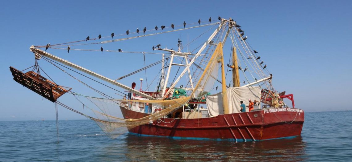 Producción camaronera de flota guaymense cae en los últimos días