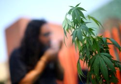Flexibilizan portar mariguana; consumidores podrían traer 200 gramos