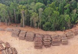 Brasil registra deforestación récord en la Amazonía en últimos 15 años