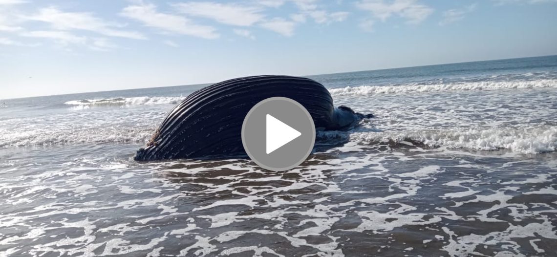 Sardinero mata a ballena en costas de Sinaloa