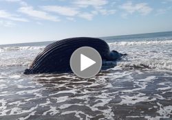 Sardinero mata a ballena en costas de Sinaloa