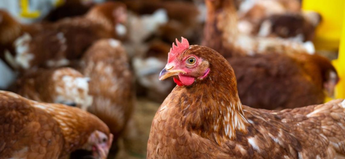 EU en alerta por aumento de casos de gripe aviar