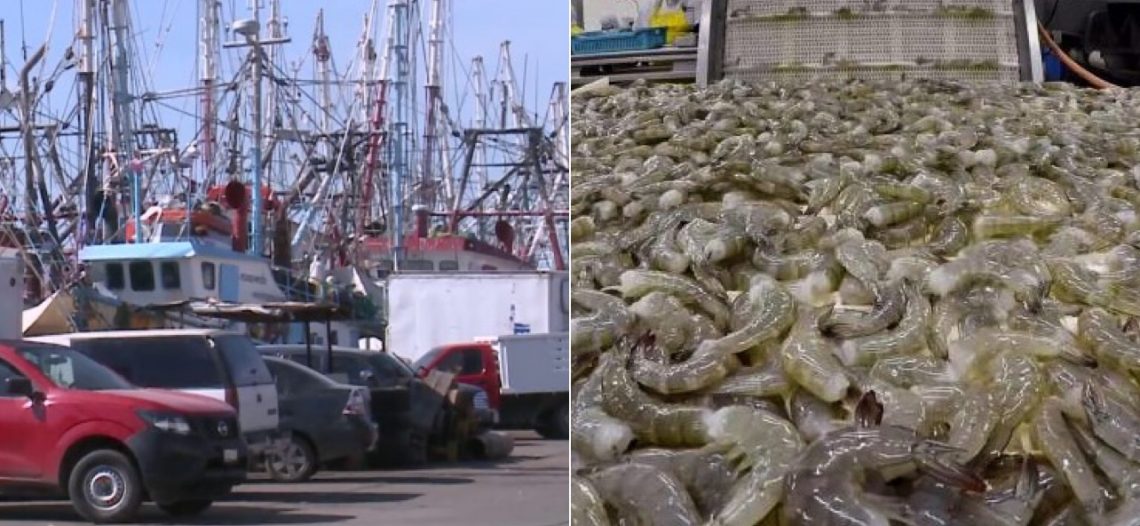 Cuidarán la veda al camarón; definen reglas para conservar producto capturado hasta hoy