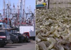 Cuidarán la veda al camarón; definen reglas para conservar producto capturado hasta hoy