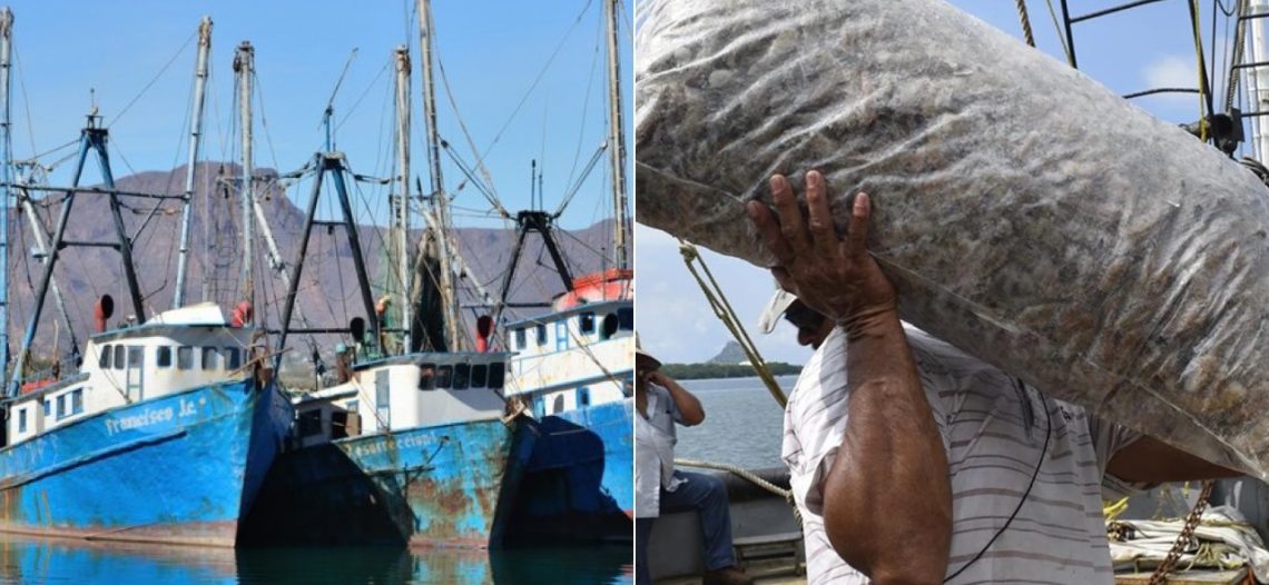 Cierra a la baja, ciclo camaronero