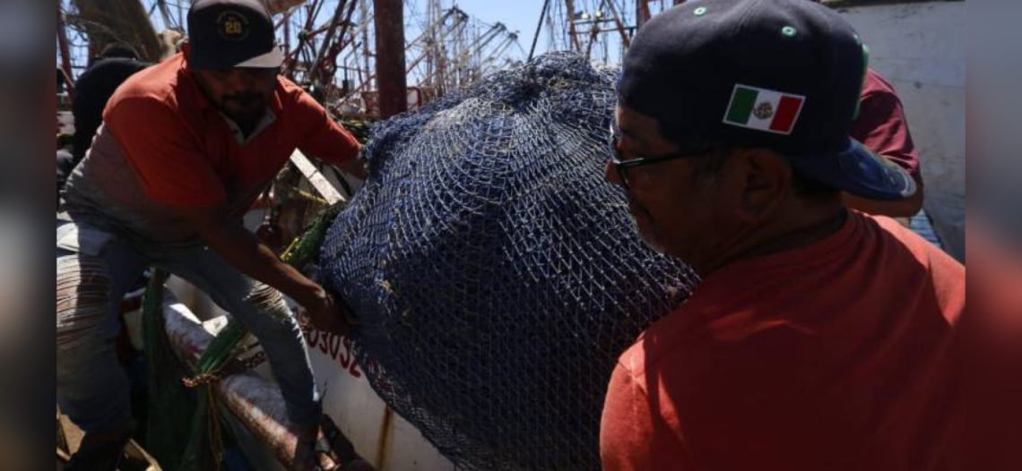 Inicia la veda al camarón del Pacífico; el acuerdo fue publicado esta tarde por el DOF