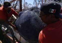 Inicia la veda al camarón del Pacífico; el acuerdo fue publicado esta tarde por el DOF