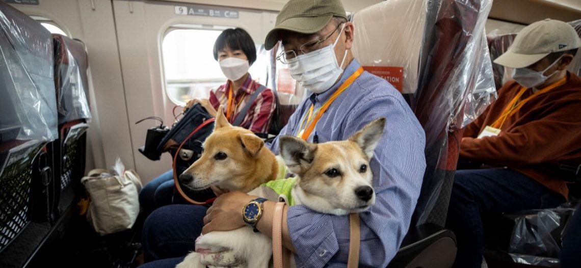 Perritos salen de paseo en vagón exclusivo de tren bala de Japón