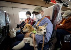 Perritos salen de paseo en vagón exclusivo de tren bala de Japón