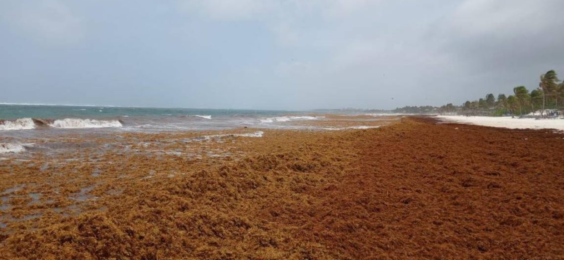 Tulum, paraíso de Quintana Roo, se ahoga en sargazo; el daño ambiental es crítico