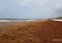 Tulum, paraíso de Quintana Roo, se ahoga en sargazo; el daño ambiental es crítico