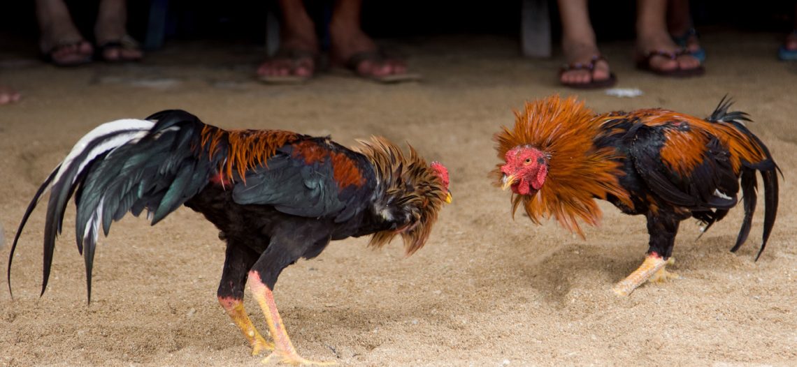 Corridas de toros y peleas de gallos no son patrimonio cultural: SCJN
