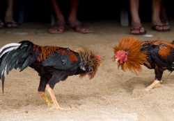 Corridas de toros y peleas de gallos no son patrimonio cultural: SCJN
