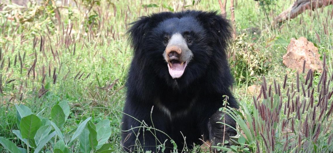 Oso ataca y devora durante cuatro horas a pareja en la India